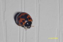 Asian lady beetle