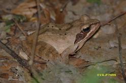Agile Frog