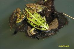 Grenouille verte