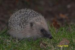 European Hedgehog