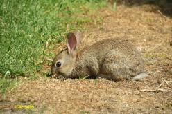 Lapin de garenne