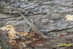 Lézard des murailles