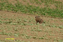 European Hare