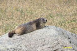 Bobak marmot