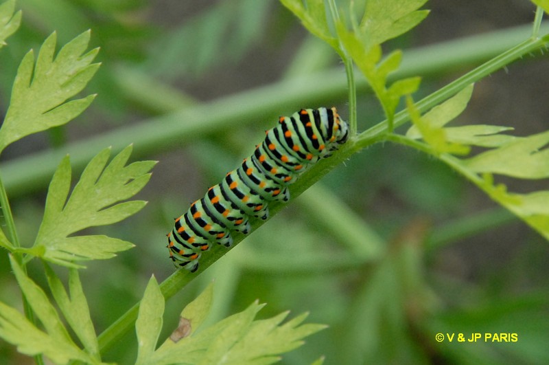 Machaon