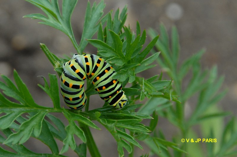 Machaon