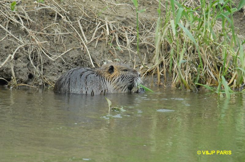 Coypu