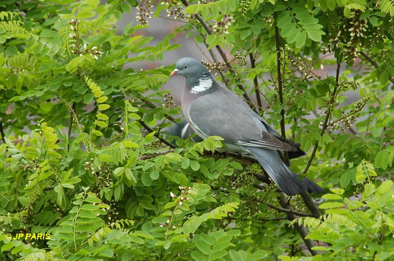 Pigeon ramier