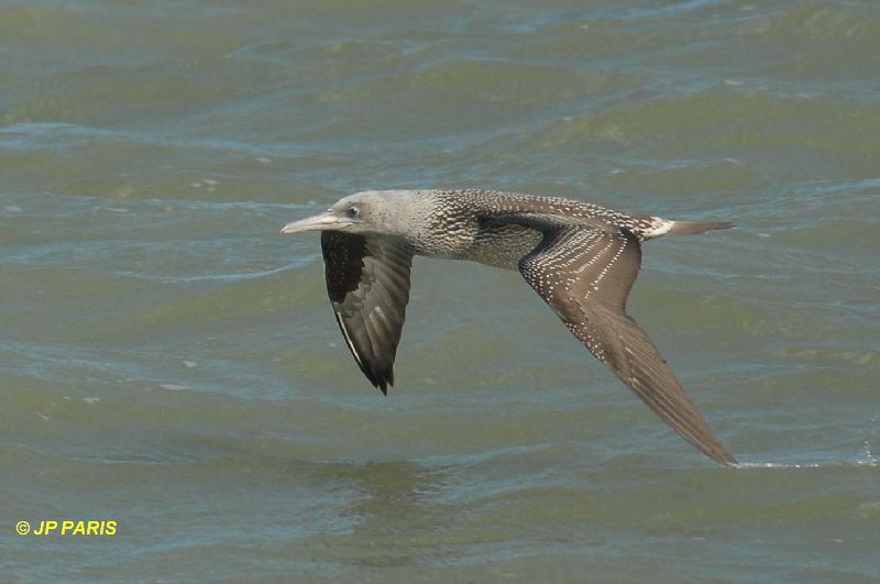 Northern Gannet