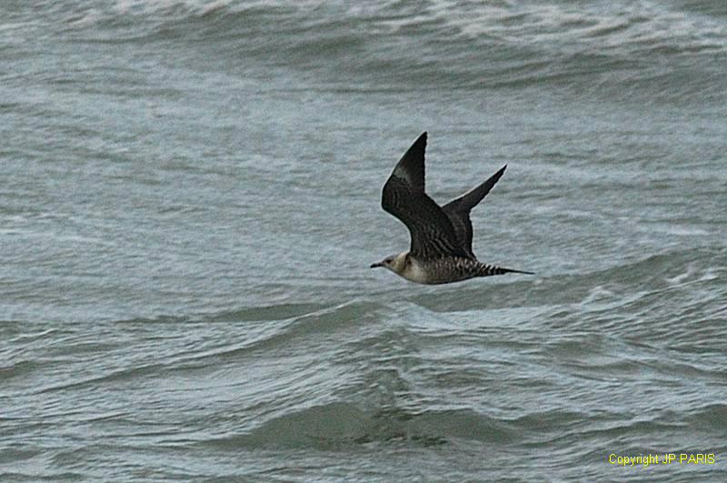 Long-tailed Jaeger