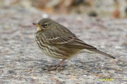 Pipit maritime