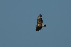 Buse variable