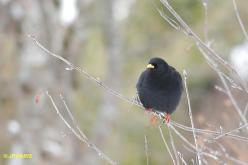 Yellow-billed Chough