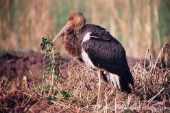 Cigogne noire