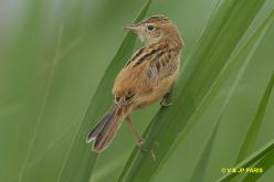 Zitting Cisticola