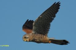 Faucon crécerelle