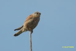 Eurasian Kestrel