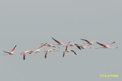 Flamant rose