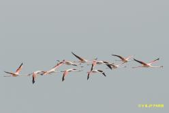 Greater Flamingo