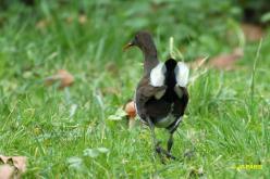 Eurasian Moorhen