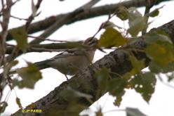 Eurasian Jay