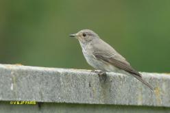 Spotted Flycatcher