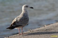 Goéland argenté