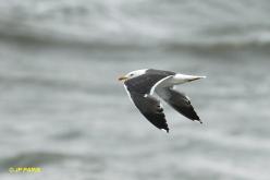 Lesser Black-backed Gull