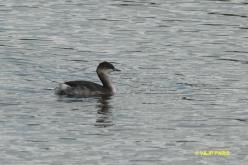 Eared Grebe