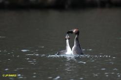 Great Crested Grebe