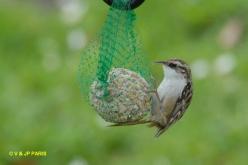 Short-toed Treecreeper