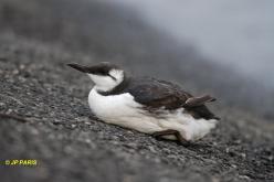 Guillemot marmette