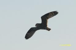 Hibou des marais