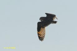 Short-eared Owl