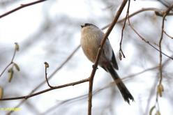 Long-tailed Tit