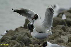 Black-headed Gull
