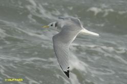 Black-legged Kittiwake
