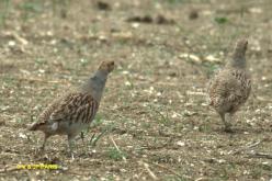 Gray Partridge