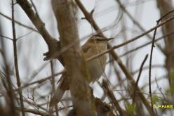 Sedge Warbler