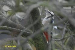 Great Spotted Woodpecker