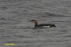 Arctic Loon