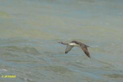 Red-throated Loon