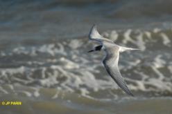 Arctic Tern
