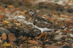 Ruddy Turnstone