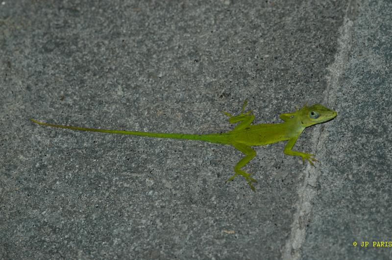 Lézards d'Amérique