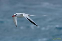 Phaéton à bec rouge