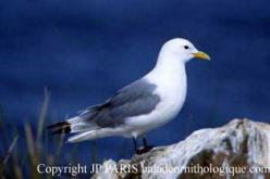 Mouette tridactyle