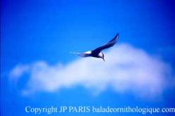 Arctic Tern