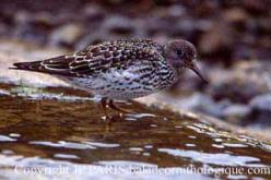 Purple Sandpiper