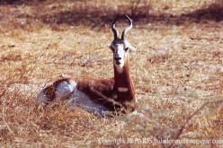 Dama Gazelle